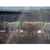 Image 6 : Cross Bar Ranch - 1000# July Delivery Heifers - 55 Head (Consort, AB)