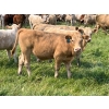 Image 13 : Wayne & Logan Lytwyn - 645# Oct/Nov Delivery Steer Calves - 190 Head (Winnipegosis, MB)
