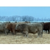 Image 5 : Jason Szymanek - 800# January Delivery Steers - 150 Head (Stauffer, AB)