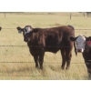 Image 15 : Thackeray Land & Cattle Inc. - 680# November Delivery Steer Calves - 90 Head (Goodwater, SK)