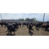 Image 6 : Cattlewood Farms Ltd. - 740# June Delivery Heifers - 145 Head (Fincastle, AB)