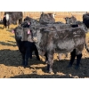 Image 5 : Rob Mossey - 925# March Delivery Steers - 67 Head (Vauxhall, AB)