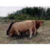 Image 7 : Donna & Owen Weekes  - 7 Cow/Calf Pairs (Biggar, SK)