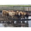 Image 2 : Ripple Rock Ranch - 725# August Delivery Heifers - 90 Head (Fincastle, AB)