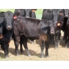 Image 7 : Blooming Enterprises Ltd. - 525# October Delivery Heifer Calves - 40 Head (Gladmar, SK)