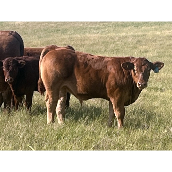Generation Gap - 640# October Delivery Steer Calves - 80 Head (Veteran, AB)