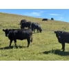 Image 2 : DK Livestock - 960# September Delivery Grass Heifers - 80 Head (Longview, AB)