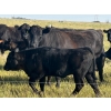 Image 12 : Hobman Livestock - 550# October Delivery Heifer Calves - 106 Head (Nokomis, SK)