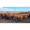Image 10 : Ripple Rock Ranch - 875# July Delivery Heifers - 170 Head (Fincastle, AB)