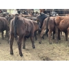 Image 3 : Clemitson Ranch - 575# November Delivery Heifer Calves - 50 Head (Westwold, BC)
