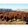 Image 2 : Van Hall Cattle Company Ltd. - 990# April Delivery Steers - 114 Head (Scandia, AB)