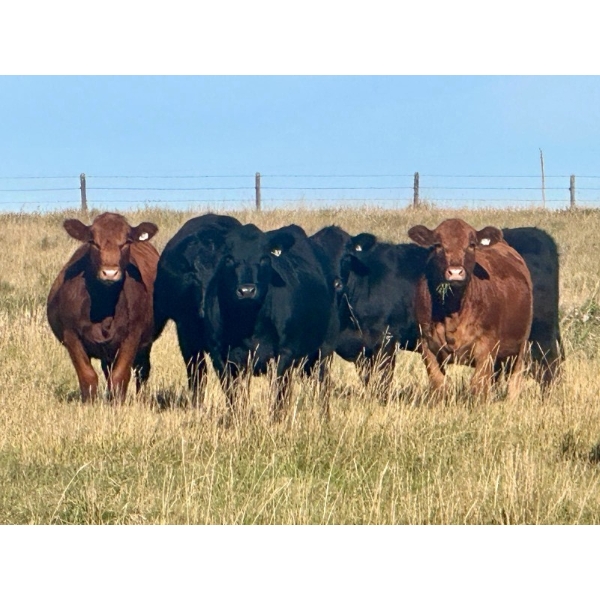 Valley View Ranch - 950# October Delivery Grass Heifers - 150 Head (Strathmore, AB)