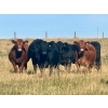 Image 1 : Valley View Ranch - 950# October Delivery Grass Heifers - 150 Head (Strathmore, AB)