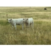 Image 4 : Douglass Cattle Co. - 570# November Delivery Steer Calves - 85 Head (Finnegan, AB)