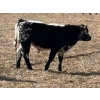 Image 9 : Donovan Banman - 650# October Delivery Steer Calves - 35 Head (Hays, AB)