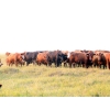 Image 16 : Twisted T Cattle Co. - 485# November Delivery Steer Calves - 110 Head (Carievale, SK)