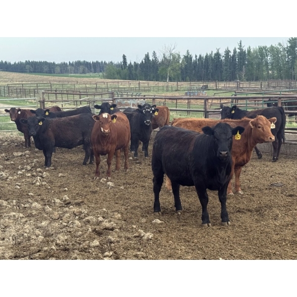 Shane Debock - 885# June Delivery Heifers - 208 Head (Barrhead, AB)
