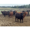 Image 1 : Shane Debock - 885# June Delivery Heifers - 208 Head (Barrhead, AB)