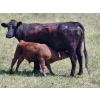 Image 8 : Sugarloaf Ranch Ltd. - 650# Oct/Nov Delivery Steer Calves - 93 Head (Kamloops, BC) VBP+