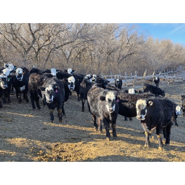 Bircham Ranch - 920# March Delivery Steers - 200 Head (Piapot, SK)