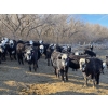 Image 1 : Bircham Ranch - 920# March Delivery Steers - 200 Head (Piapot, SK)