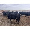 Image 2 : Echo Springs Ranching  - 735# February Delivery Heifers - 34 Head (Granum, AB)