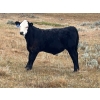 Image 3 : Monty & Corey Arendt - 625# Oct/Nov Delivery Steer Calves - 53 Head (Ravenscrag, SK)