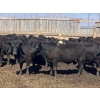 Image 3 : Jarokosky Farms - 980# April Delivery Steers - 64 Head (Lethbridge, AB)