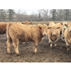 Image 3 : Hawks Haven Ranch - 840# April Delivery Heifers - 75 Head (Compeer, AB)