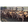 Image 9 : Last Chance Ranch - 610# October Delivery Heifer Calves - 100 Head (Piapot, SK)