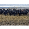 Image 2 : M.S. MacLean Livestock - 870# March Delivery Steers - 163 Head (Coaldale, AB)