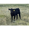 Image 8 : Brad & Sandy Lockhart - 460# October Delivery Heifer Calves - 110 Head (Big Stone, AB)