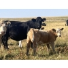 Image 5 : Brad & Sandy Lockhart - 550# October Delivery Steer Calves - 110 Head (Big Stone, AB)
