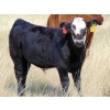 Image 4 : Cody Plumb - 640# Steer Calves - 35 Head (Enchant, AB)