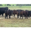 Image 2 : Russel Abel & Brandon Abel - 550# November Delivery Heifer Calves - 50 Head (Falkland, BC)