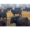 Image 10 : Jay Be Acres Ltd. - 920# April Delivery Steers - 66 Head (Deloraine, MB) 