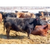 Image 10 : David Garvey - 1625# March Delivery Cows - 67 Head (Wapella, SK)