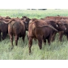 Image 16 : Sheldon Reimer - 940# September Delivery Grass Heifers - 325 Head (Cromer, MB)