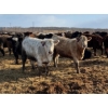 Image 3 : Cunningham Cattle Co. - 850# March Delivery Heifers - 70 Head (Rhein, SK)