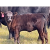 Image 7 : Vredegoor Ranch - 440# October Delivery Heifer Calves - 80 Head (Handhills, AB)