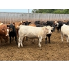 Image 2 : Brandt Boys Beef & Grain - 925# July Delivery Heifers - 138 Head (Tolstoi, MB)