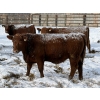 Image 10 : Helland Land & Cattle Co. Ltd. - 932# March/April Delivery Steers - 39 Head (Lomond, AB)