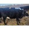 Image 11 : Double X Management - 46 1st - 4th Calvers (Langruth, MB)
