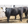 Image 6 : A&S Farms - 30 BWF Replacement Heifers (Coaldale, AB)