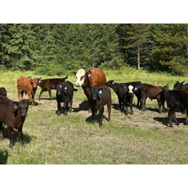 Jacobsen Family Ranch - 560# November Delivery Steer Calves - 105 Head (Williams Lake, BC)