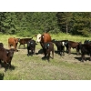 Image 1 : Jacobsen Family Ranch - 560# November Delivery Steer Calves - 105 Head (Williams Lake, BC)