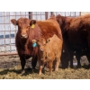 Image 3 : Wacoalty Enterprises Inc. - 25 Red Angus X Simm Pairs (Kipling, SK)