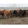 Image 2 : Quarter Circle X Ranch - 741# March/April Delivery Heifers - 58 Head (Madden, AB)
