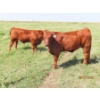 Image 8 : Leonard Lundquist/Andrew Ranching - 675# October Delivery Steer Calves - 90 Head (Rolling Hills, AB)