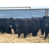 Image 6 : Dog River Ranch - 850# February Delivery Steers - 70 Head (Corning, SK) VBP+